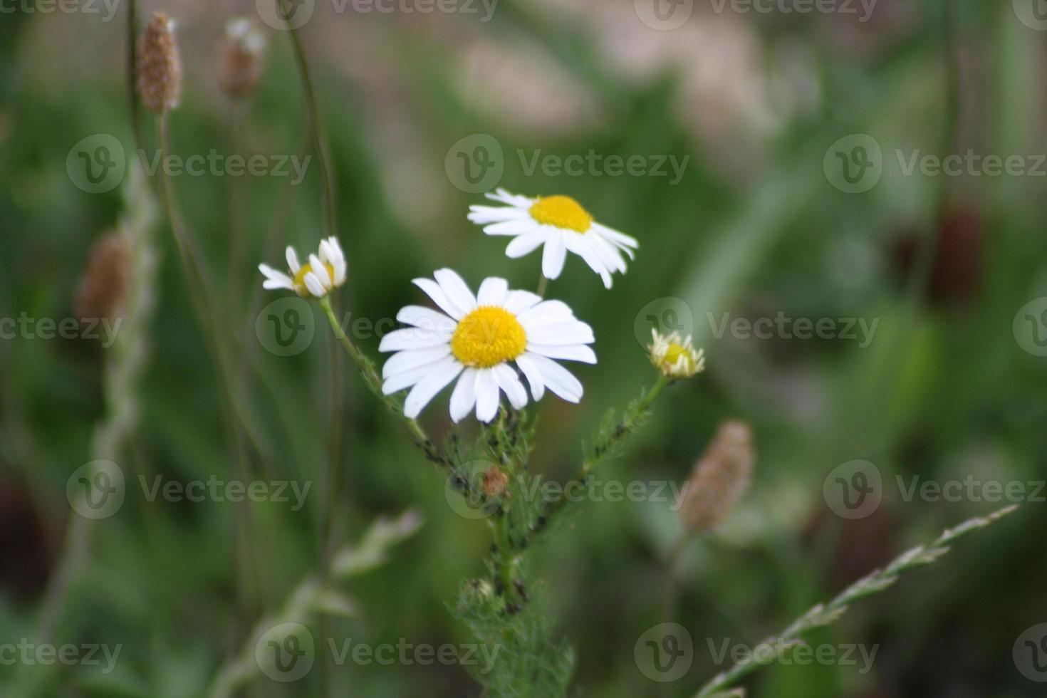 en närbild av en blomma foto