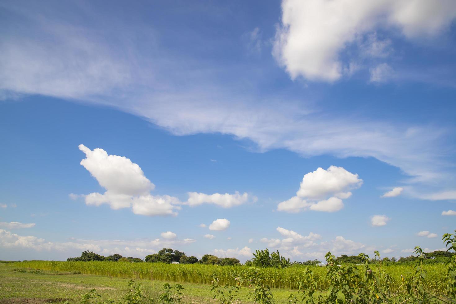 vackra gröna fält med kontrasterande blå himmel foto