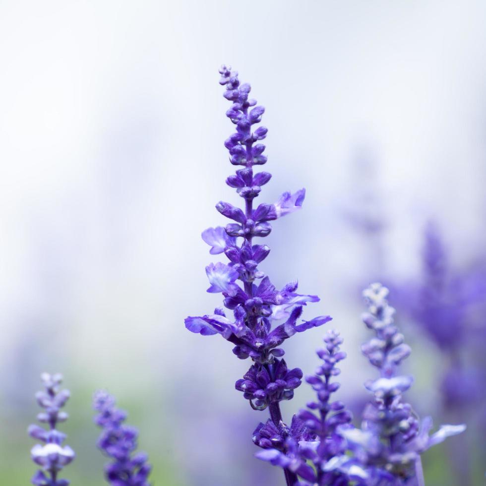 lavendelblommor, närbild, selektiv fokus foto