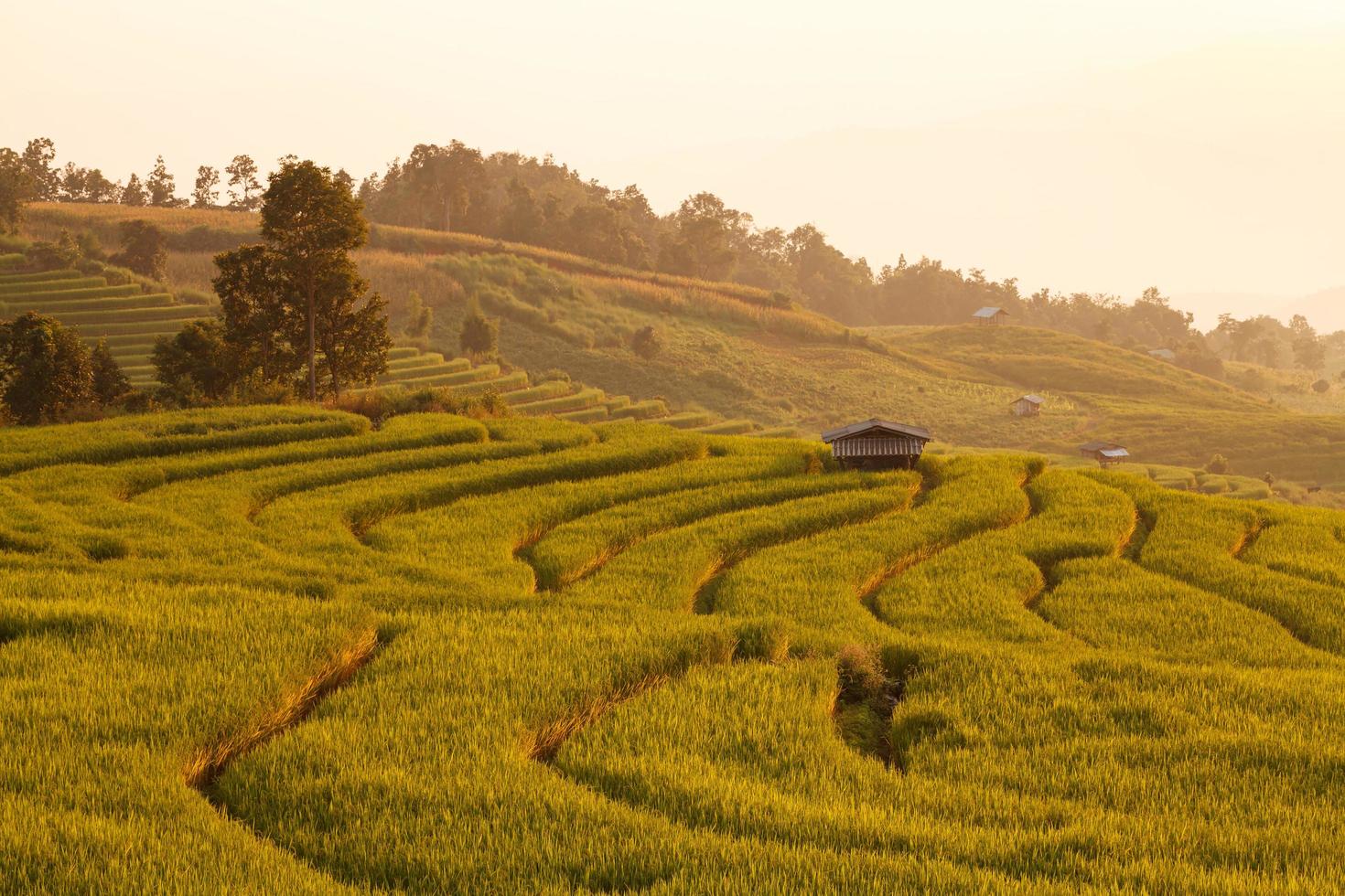 gröna terrasserade risfält under solnedgången vid ban pa bong peay i chiangmai, thailand foto