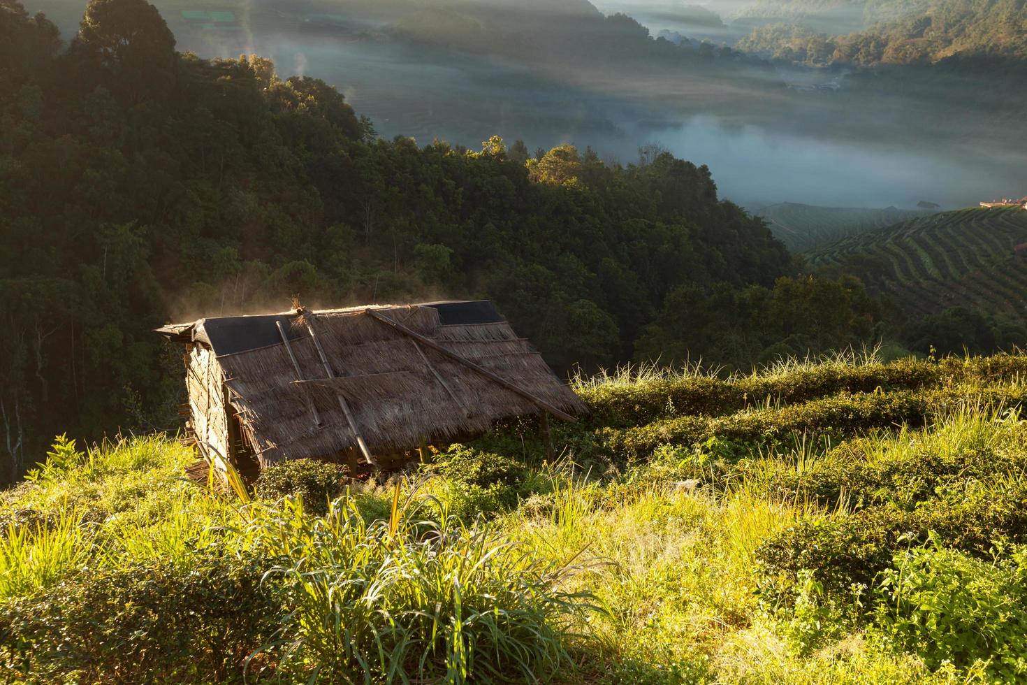 dimmig morgonsoluppgång i teplantage och koja vid doi ang khang, chiang mai, thailand foto