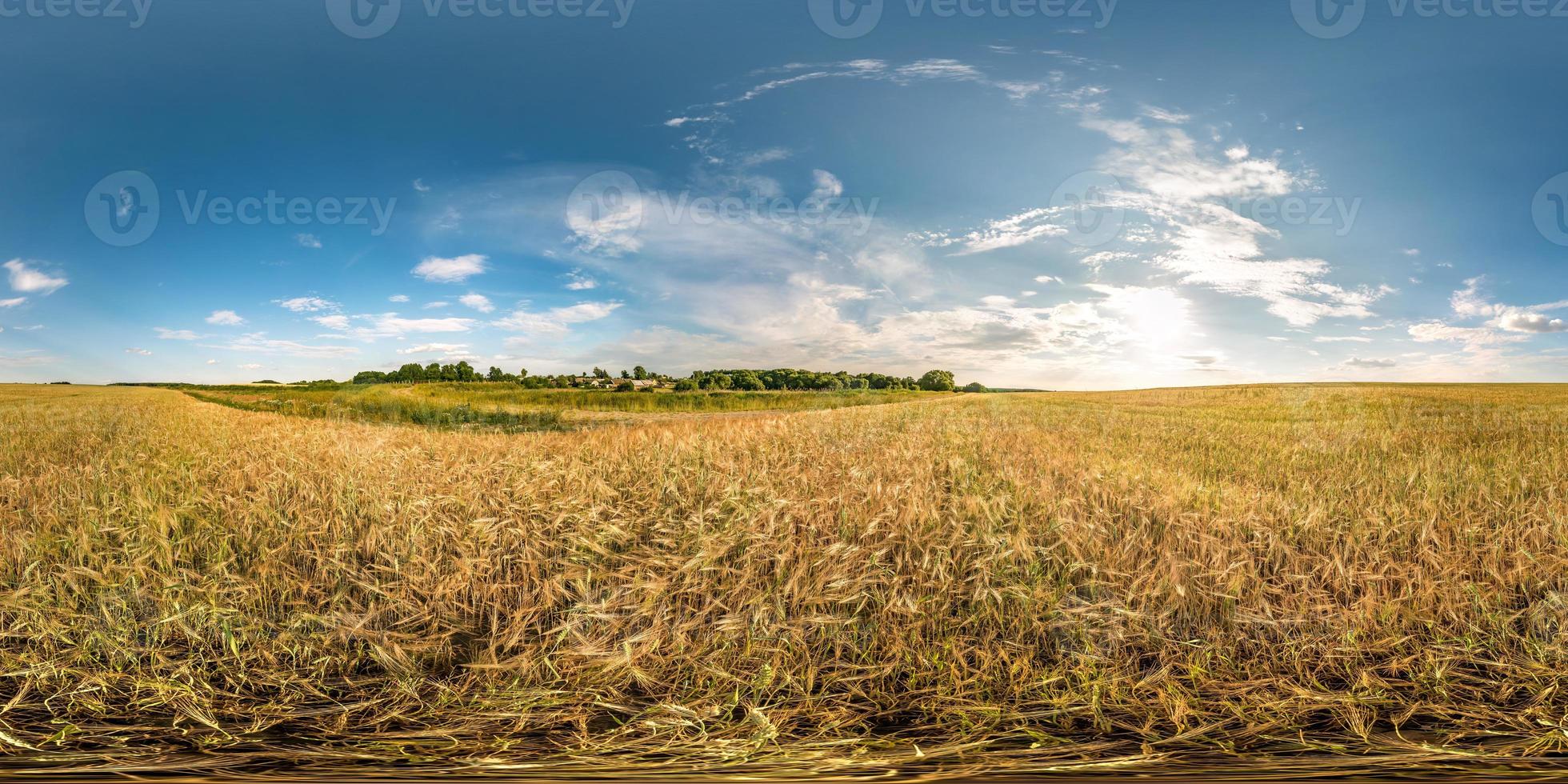 hel sfärisk sömlös hdri-panorama 360 graders vinkelvy bland öron av korn, råg och vetefält i kvällssolnedgång med moln i ekvirektangulär projektion, vr ar virtual reality-innehåll foto