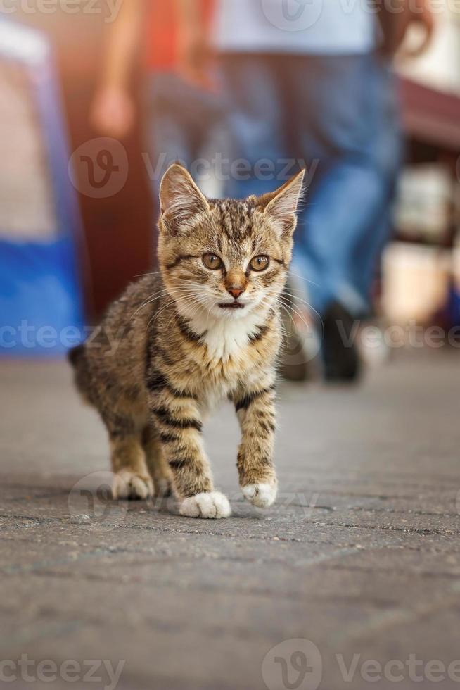 söt rädd hemlös brunrandig liten kattunge som sitter på trottoaren i storstaden. bokeh folkmassa bakgrund foto