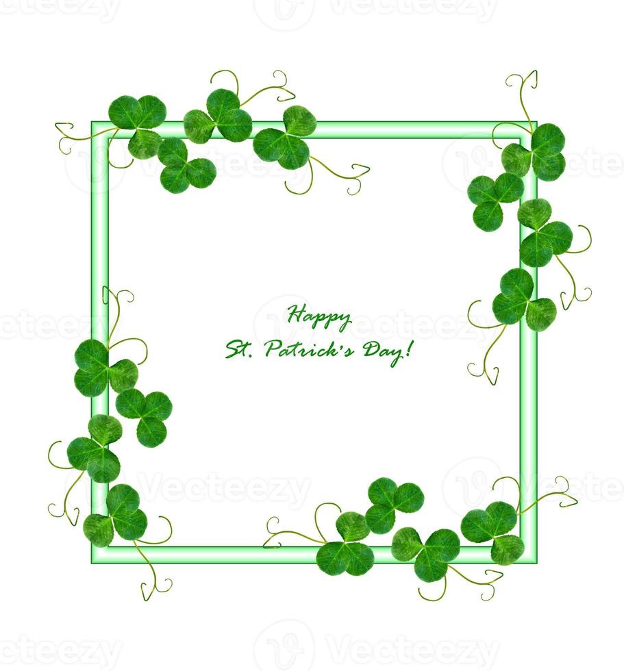 bladklöver på vit bakgrund. grönt bladverk. St Patricks Day. foto