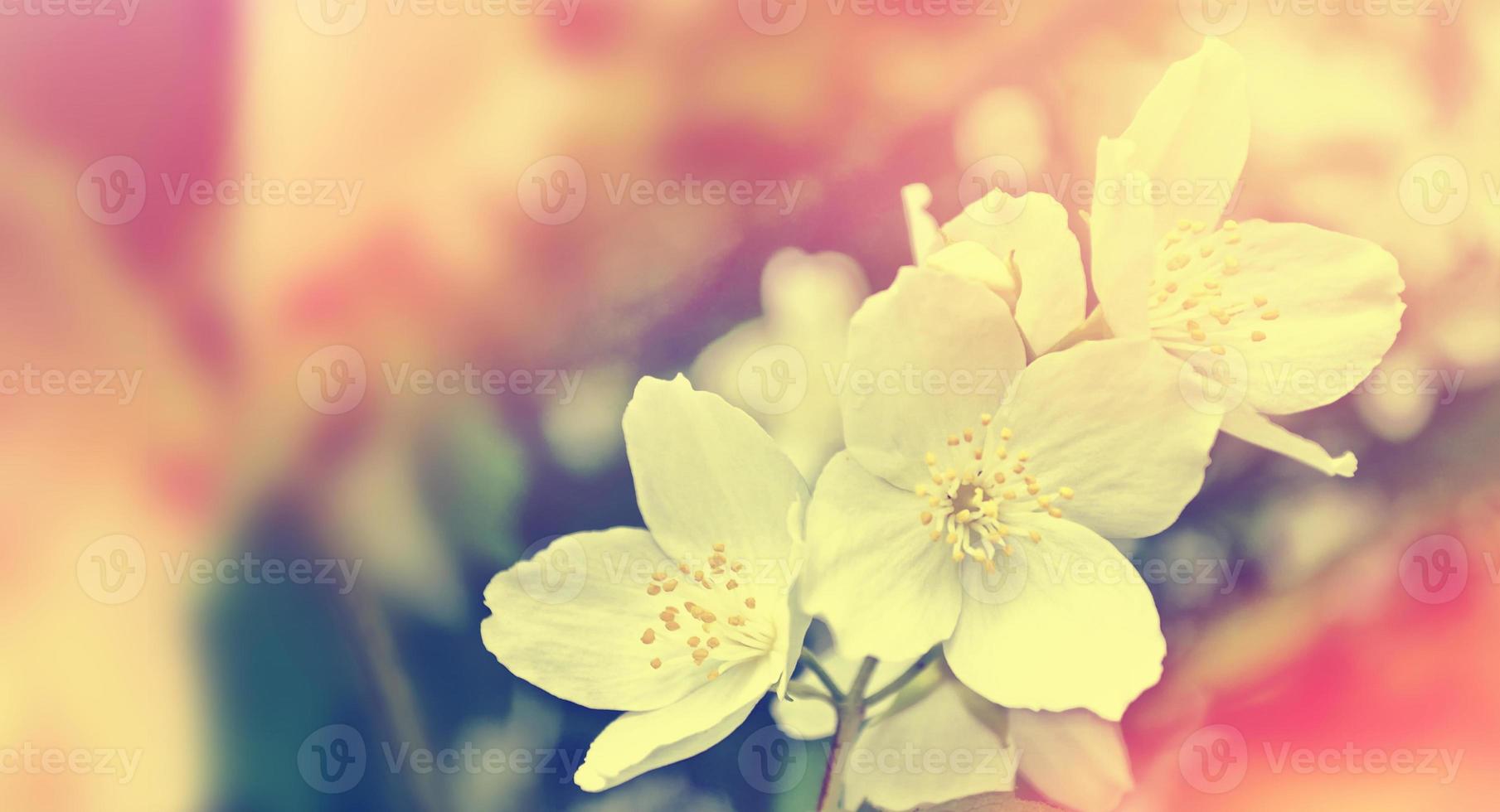 vit jasmin grenen fina vårblommor foto