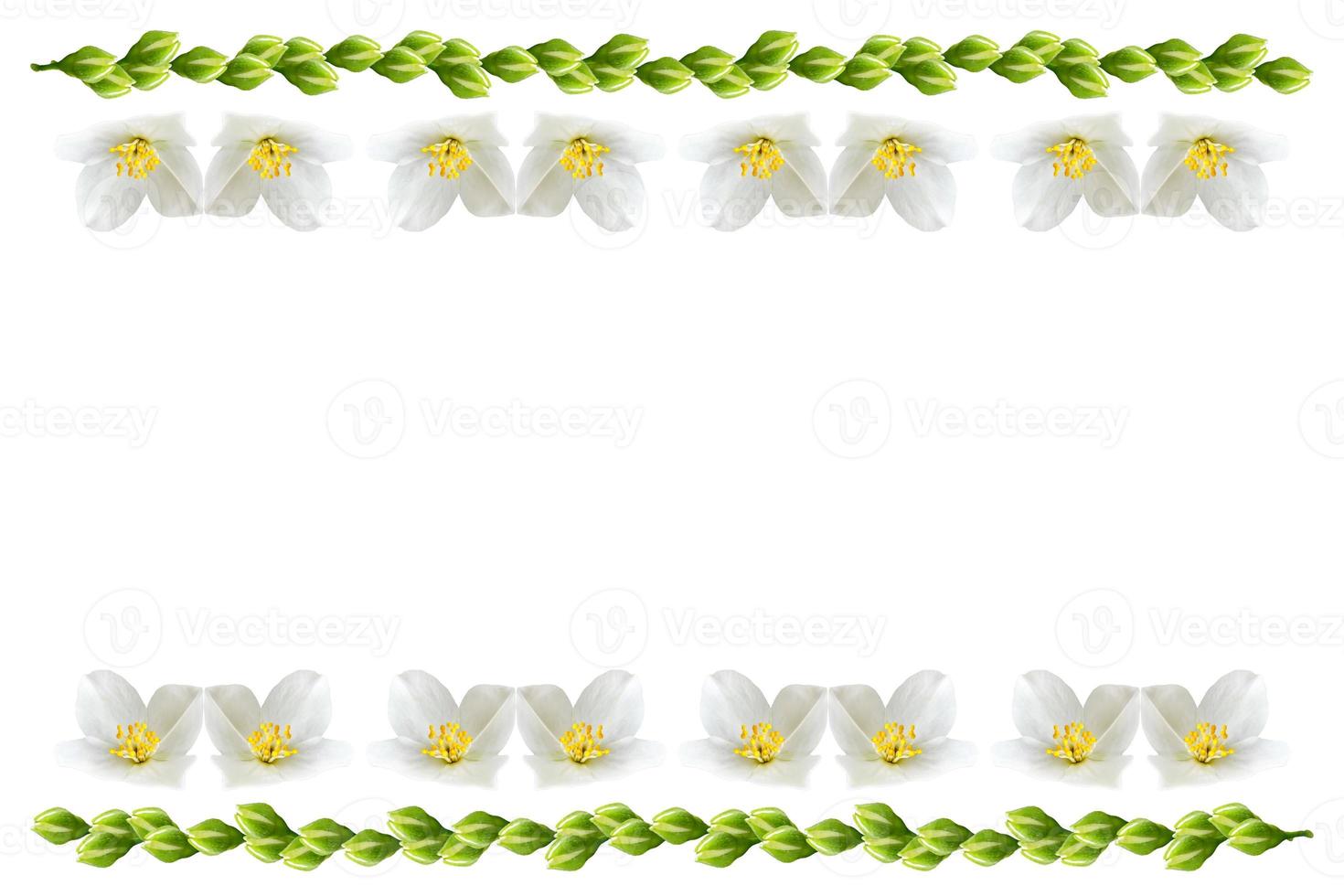 gren av jasminblommor isolerad på vit bakgrund foto