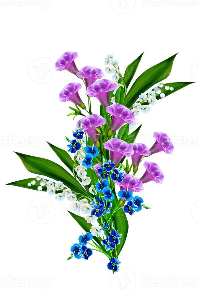 blå blommor campanula isolerad på vit bakgrund foto