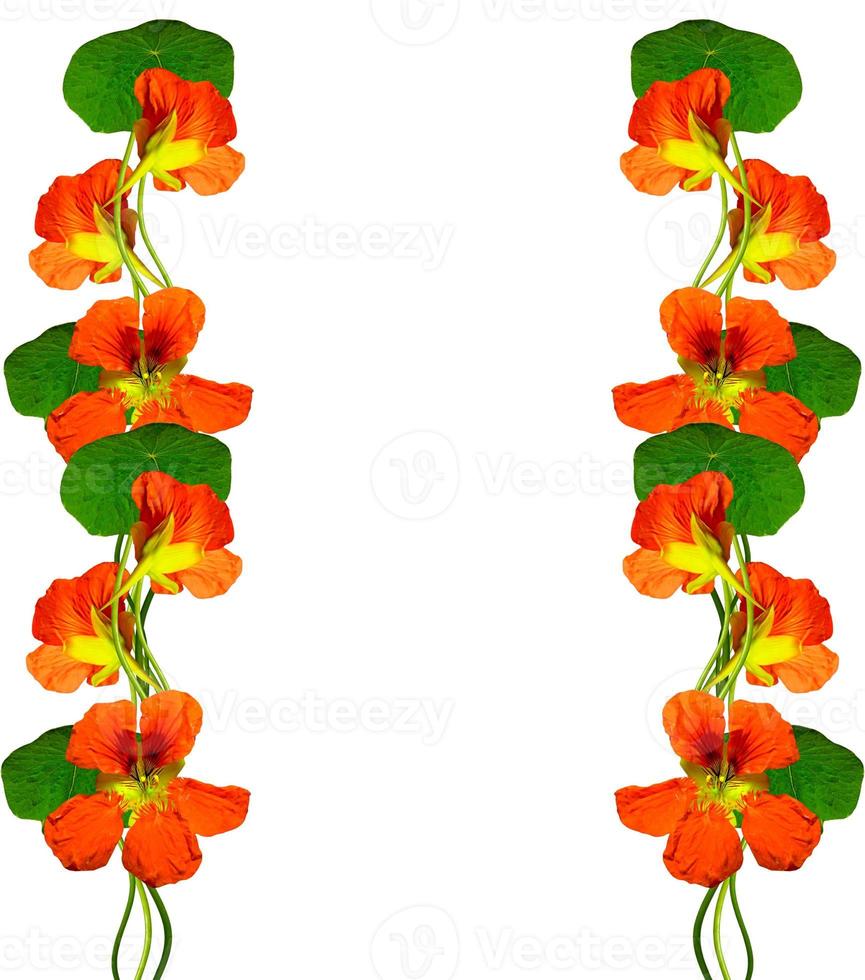 nasturtium blommor isolerad på vit bakgrund foto