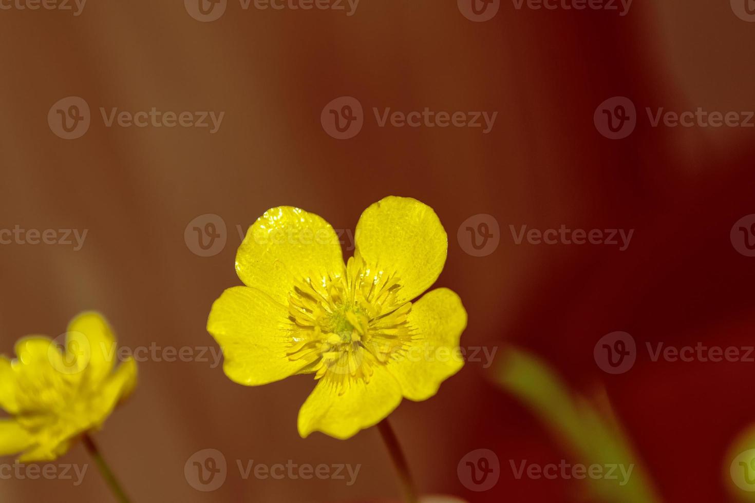 ljusgula blommor smörblommor foto