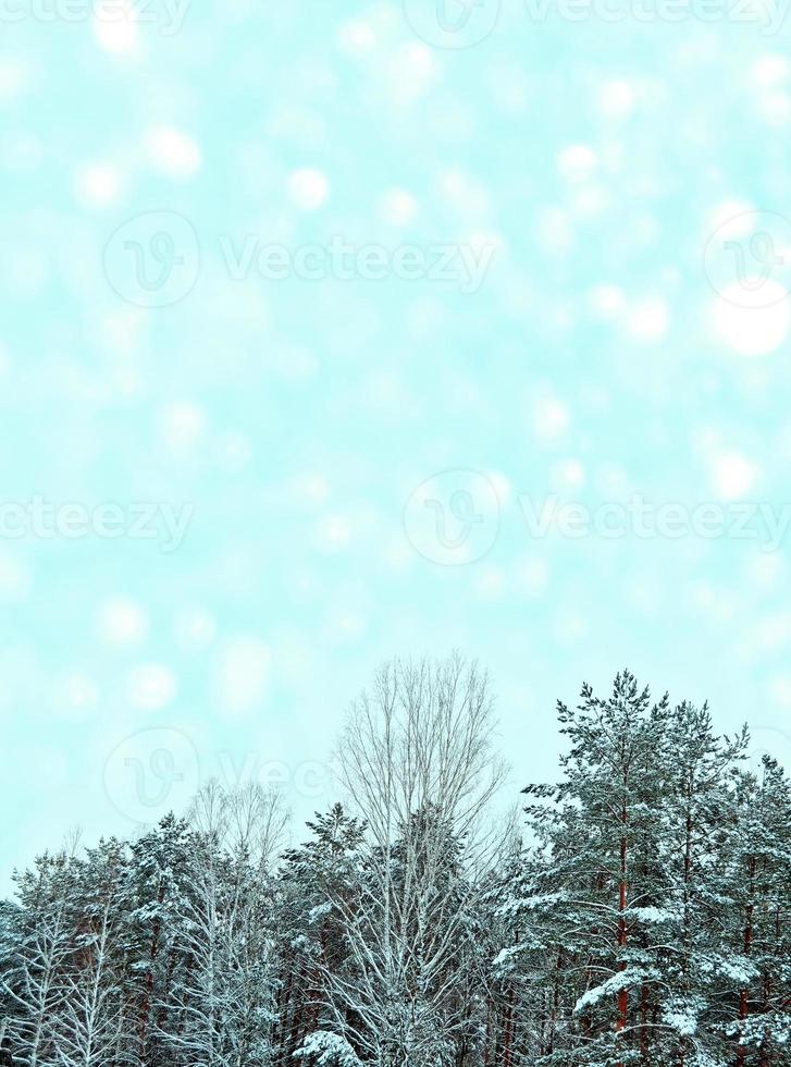 frusen vinterskog med snötäckta träd. foto