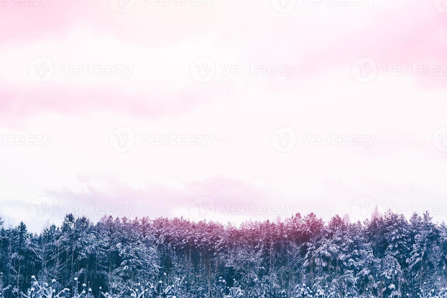 frusen vinterskog med snötäckta träd. foto