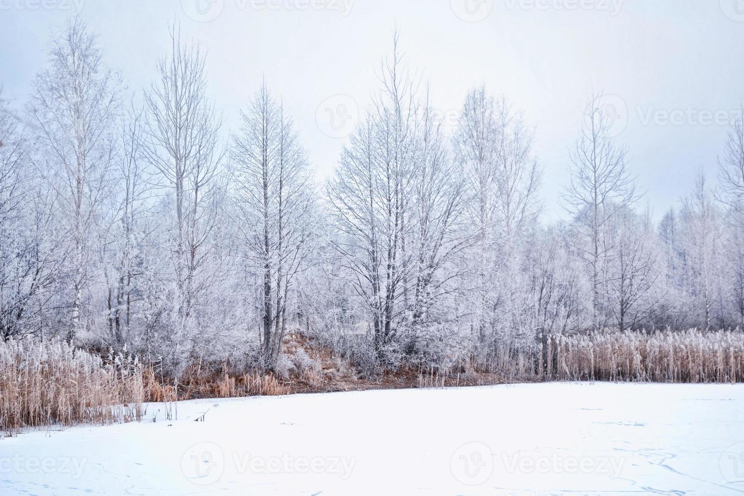 suddig jul bakgrund. träd i snön. vinterskog foto