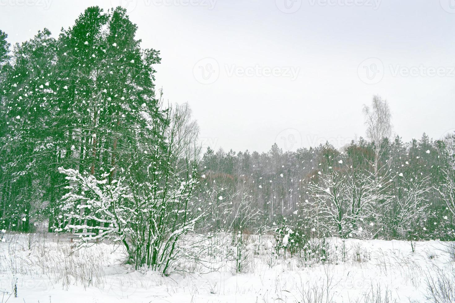 skog i frosten. vinterlandskap. snötäckta träd. foto