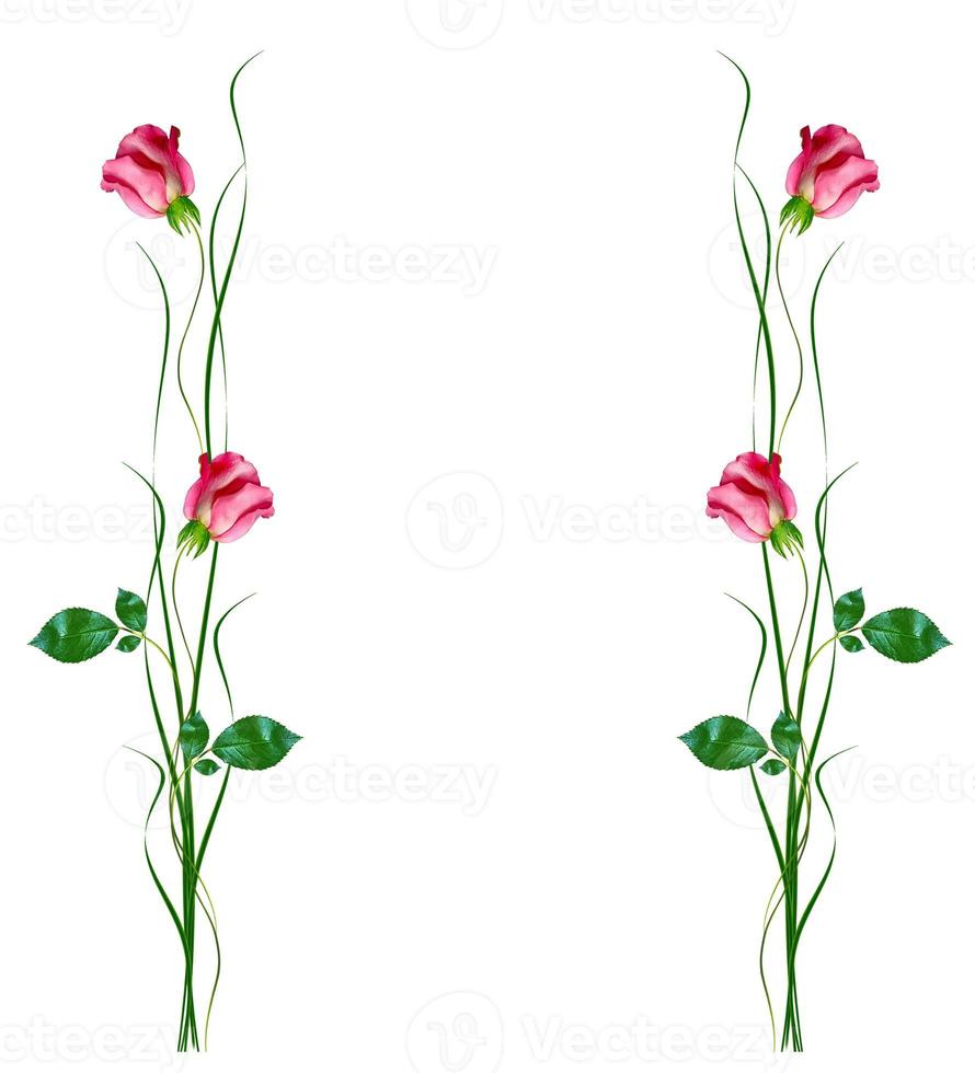 blomknoppar av rosor isolerad på vit bakgrund foto