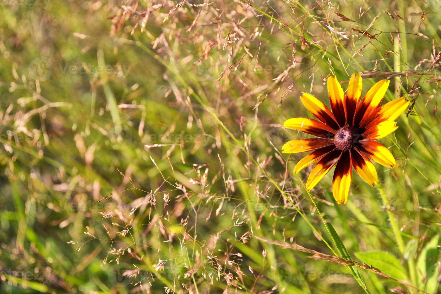 rudbeckia blommor på en bakgrund av sommarlandskapet. foto