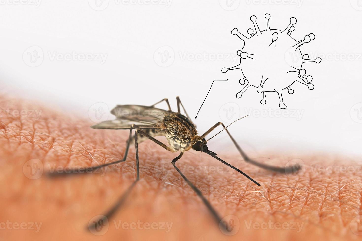 den infekterade myggan sitter på huden. virus. begrepp foto
