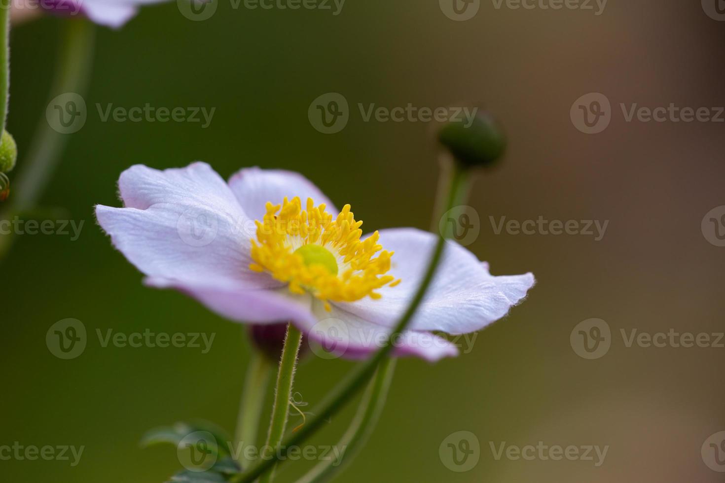 anemon blomma makrofotografering i en sommardag. vindblomma med ljuslila kronblad på en grön bakgrund. vit trädgårdsblomma med ljusgula ståndare blommig tapet. foto