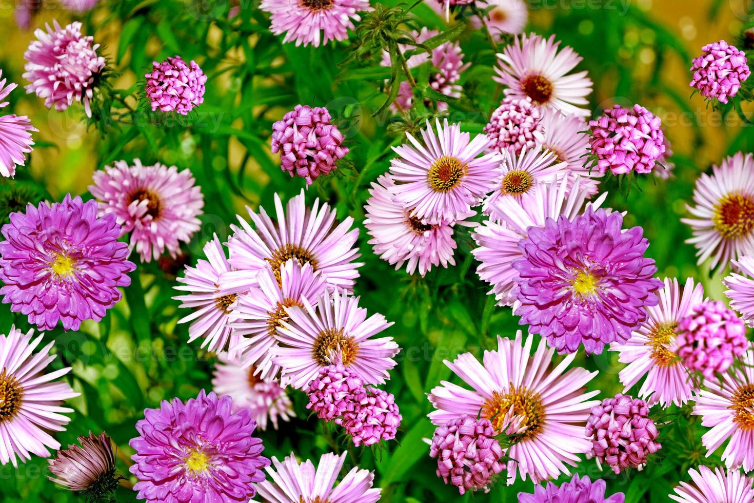 höstblommor asters. landskap. foto