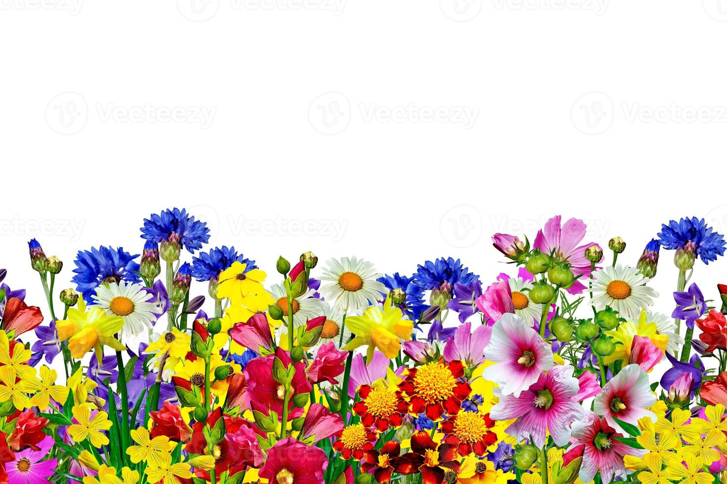 blommor isolerad på vit bakgrund foto