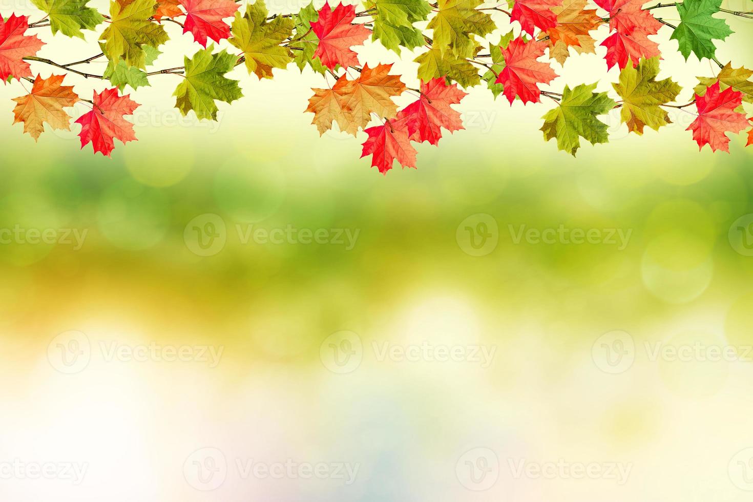 gren ljusa färgglada höstlöv. indisk sommar. foto