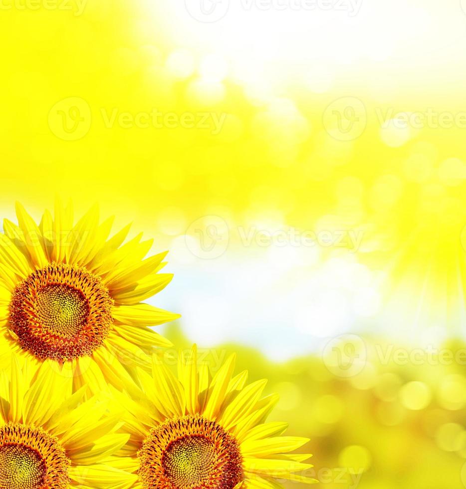 vackra solrosfält på sommaren. gula blommor foto