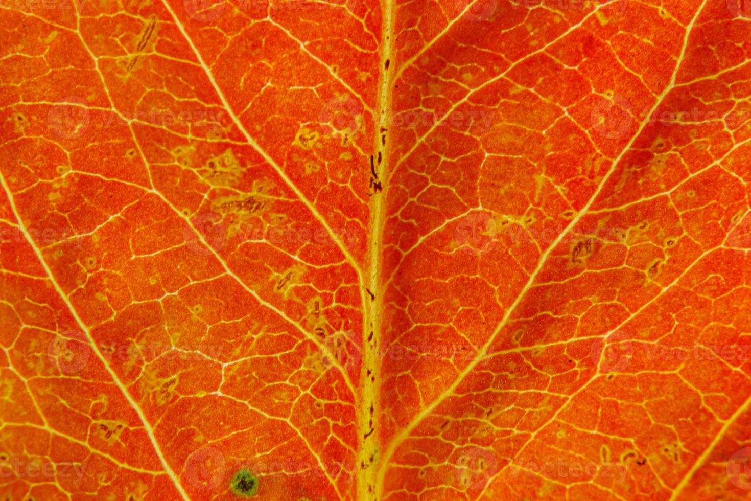 närbild höst höst extrem makro textur syn på röd orange trä blad träd blad. inspirerande natur oktober eller september tapet bakgrund. årstidsbyte koncept. närbild selektiv fokus foto