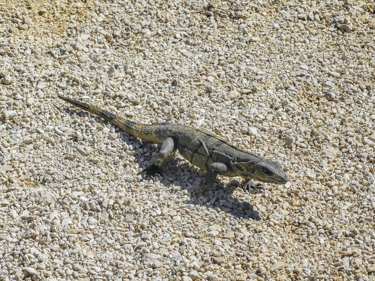 leguan på marken tulum ruiner mayan plats tempel pyramider mexico. foto