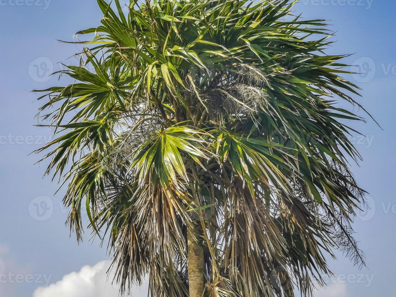 tropiska palmer kokosnötter blå himmel i tulum Mexiko. foto