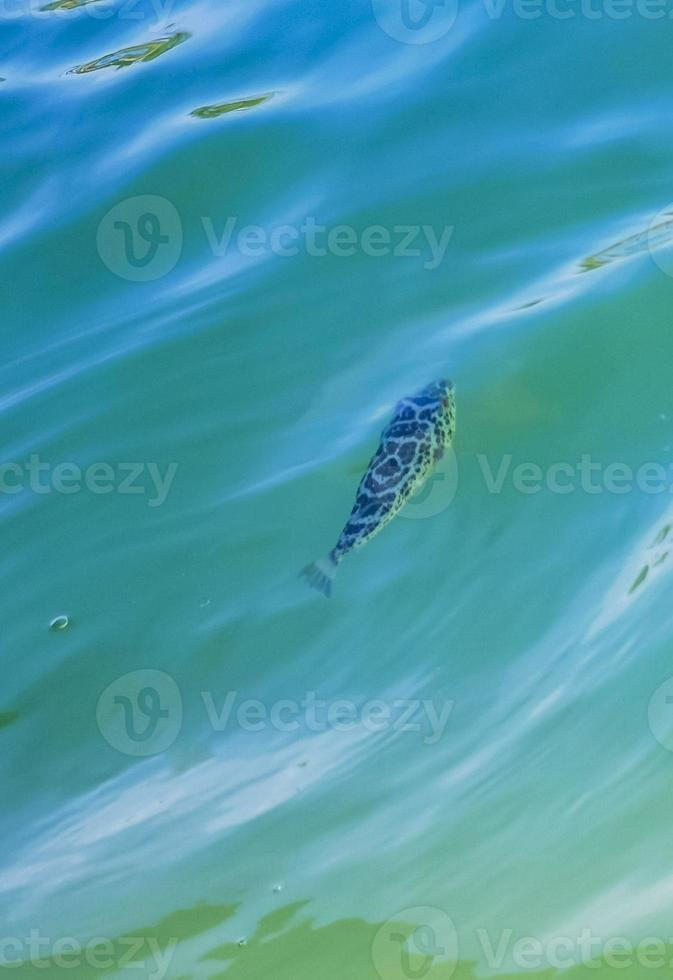 tropiska fiskar simmar i grönt turkosblått vatten holbox mexico. foto