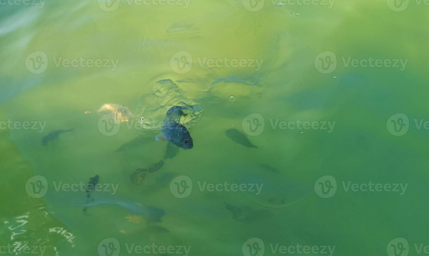 tropiska fiskar simmar i grönt turkosblått vatten holbox mexico. foto