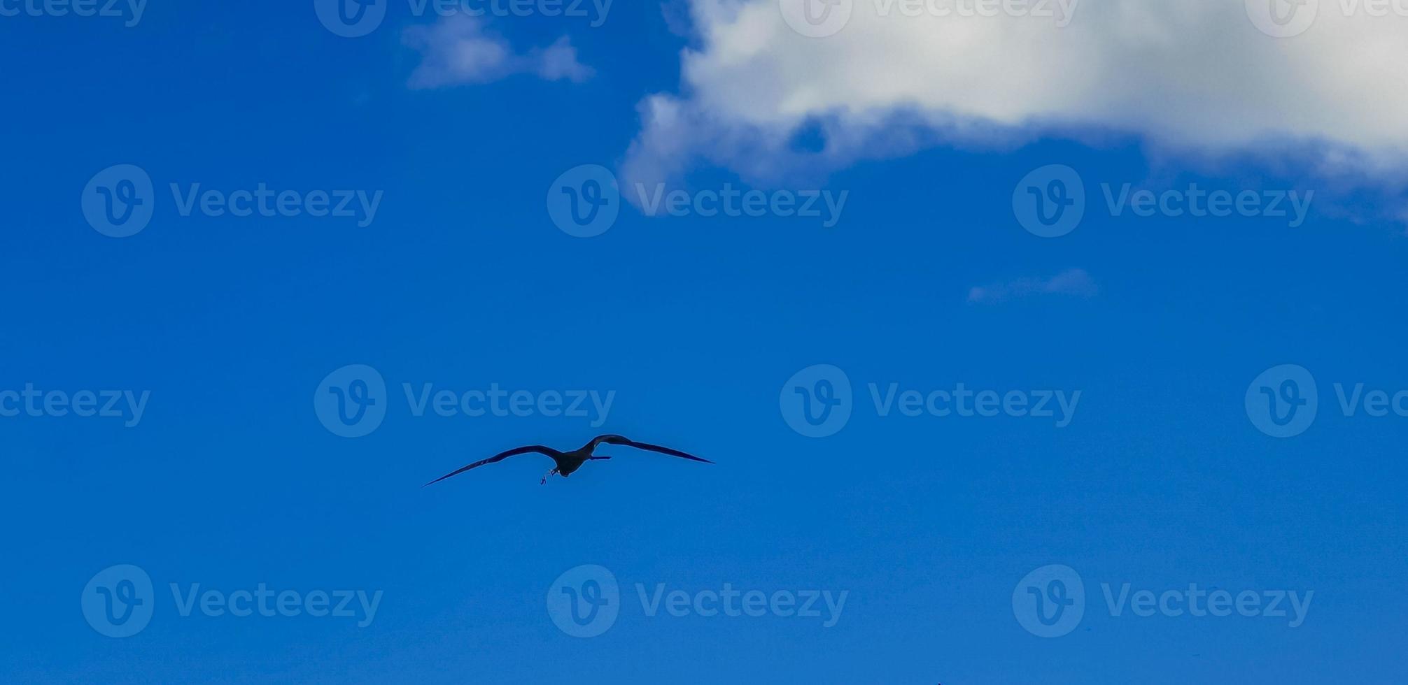 fregat fåglar flock flyga blå himmel bakgrund contoy island mexico. foto
