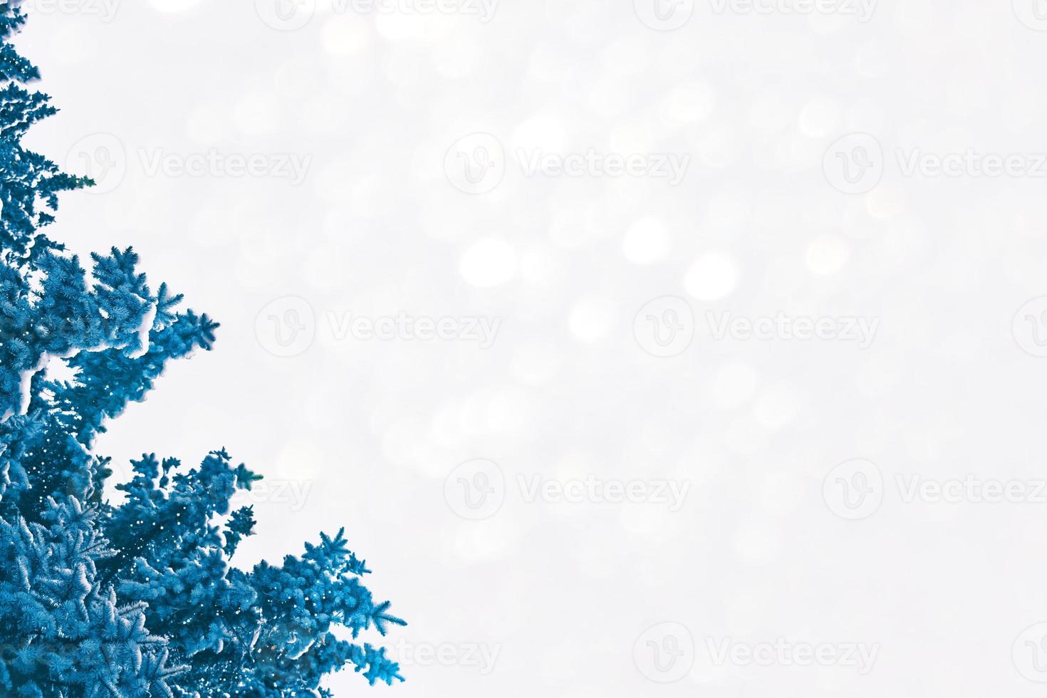 grenarna av det snötäckta trädet julgran foto