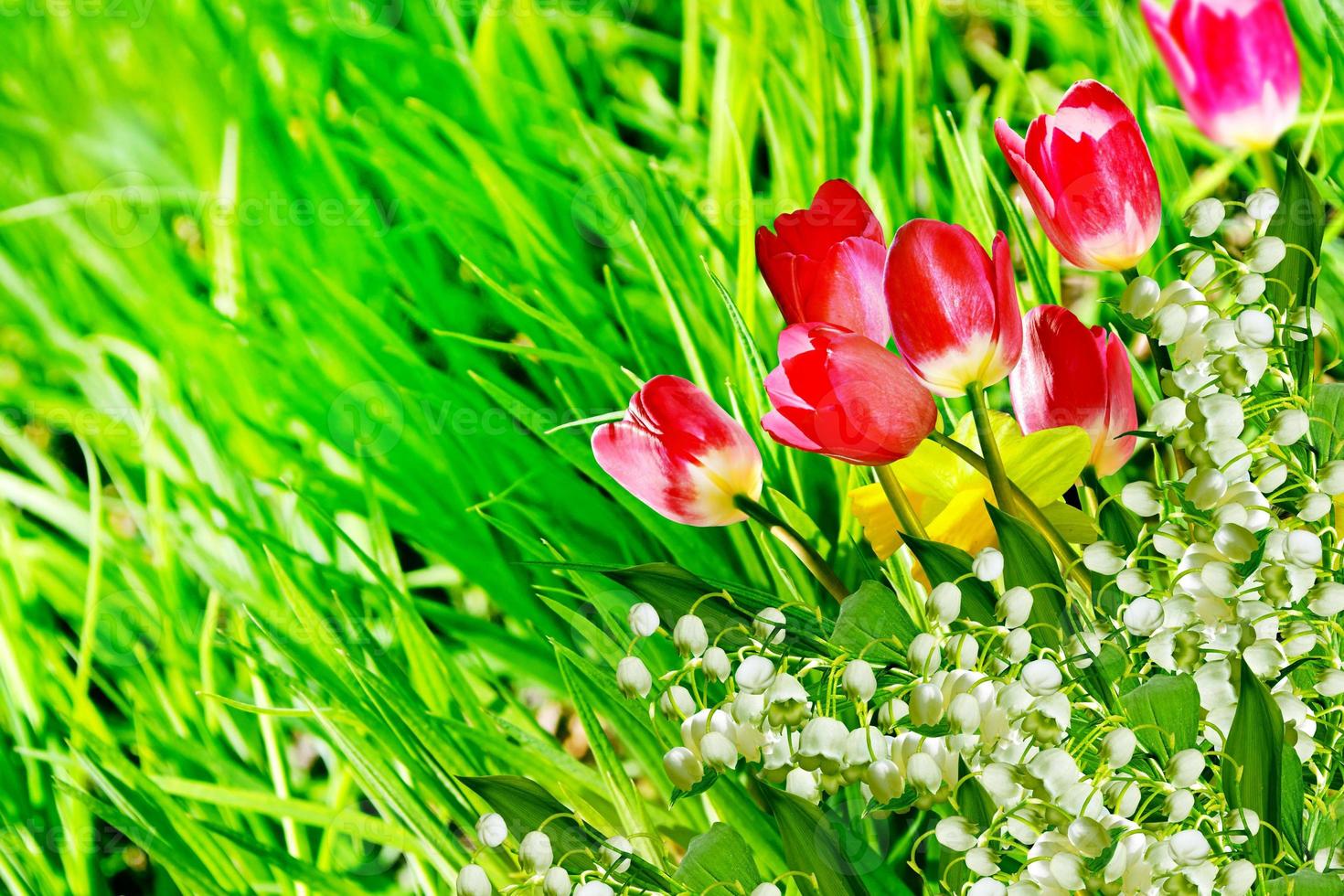 vårblommor påskliljor och tulpaner. Liljekonvalj foto