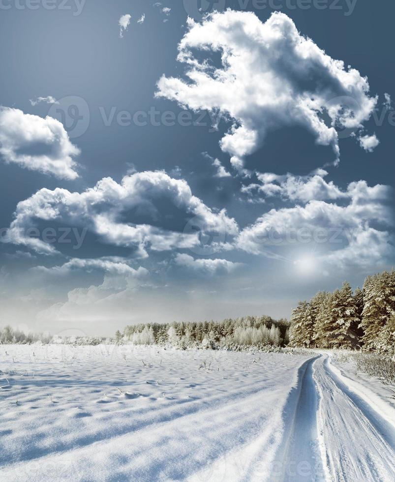 vinterskog. landskap. foto