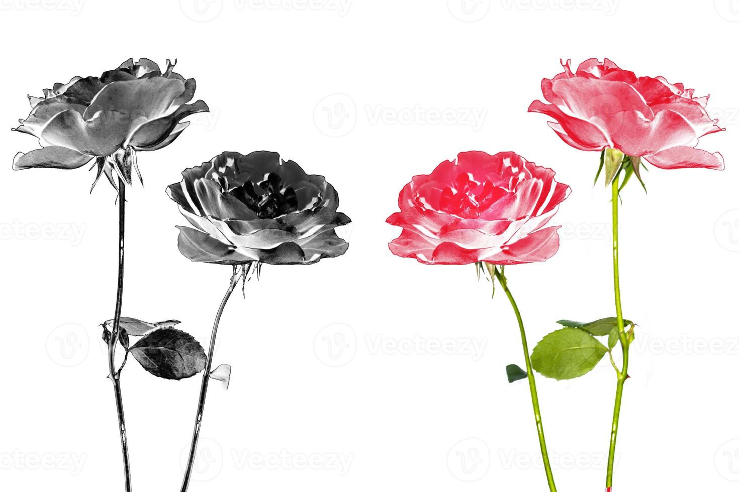 fem röda rosor på en vit bakgrund. blommig bakgrund foto