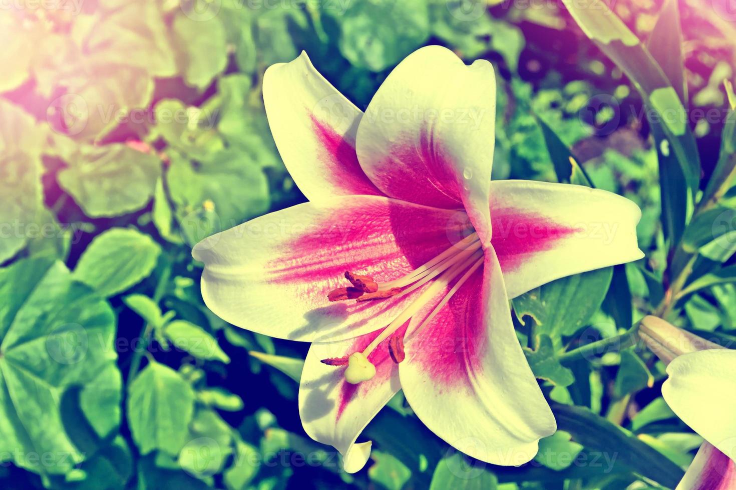 färgglada och ljusa lilja blommor på en bakgrund sommar landskap foto