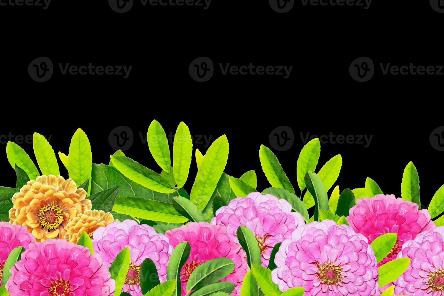 färgglada blommor zinnias foto