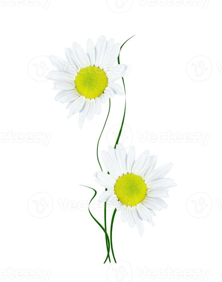 tusenskönor sommar vit blomma isolerad på vit bakgrund foto