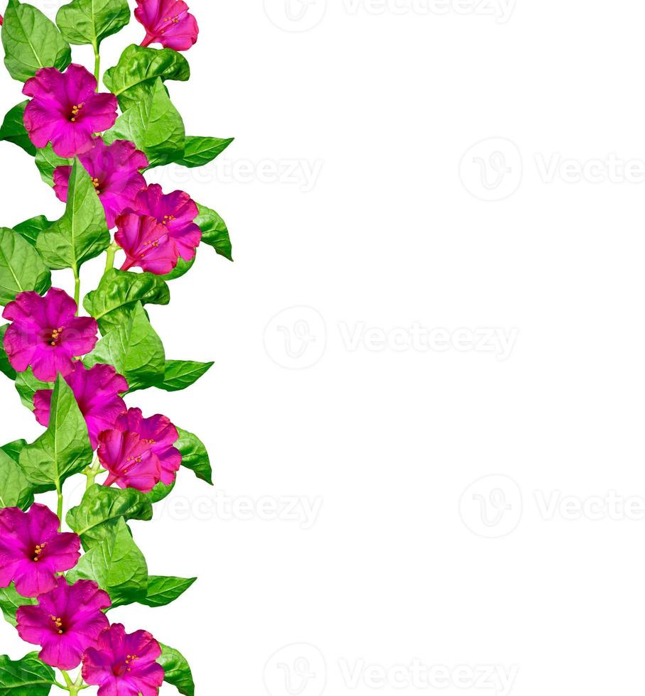 petunia blommor isolerad på vit bakgrund foto