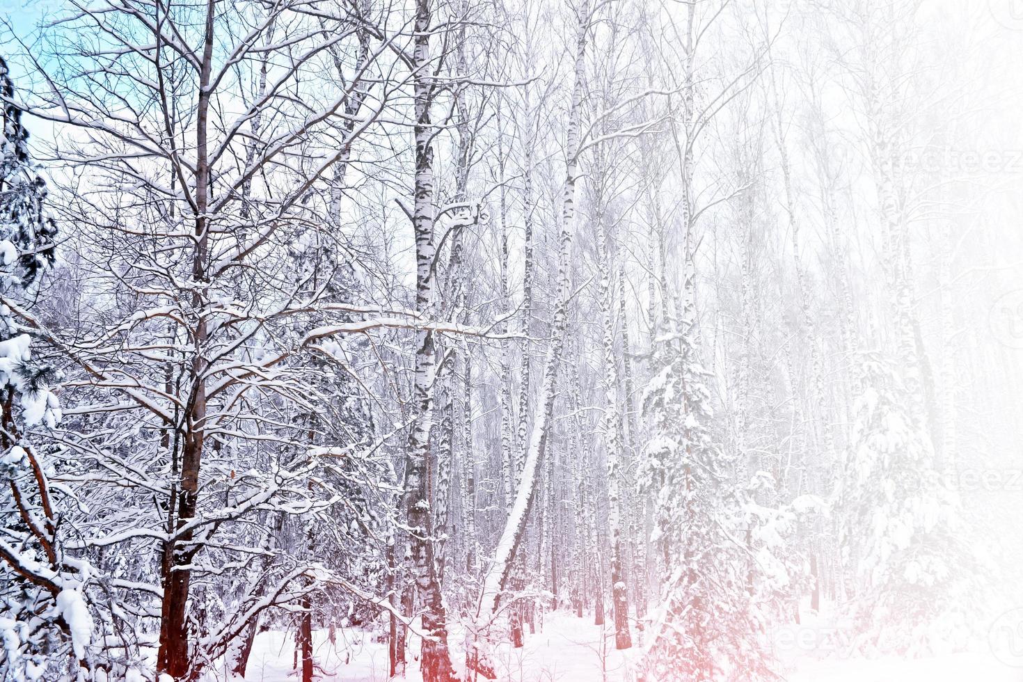 frusen vinterskog med snötäckta träd. foto