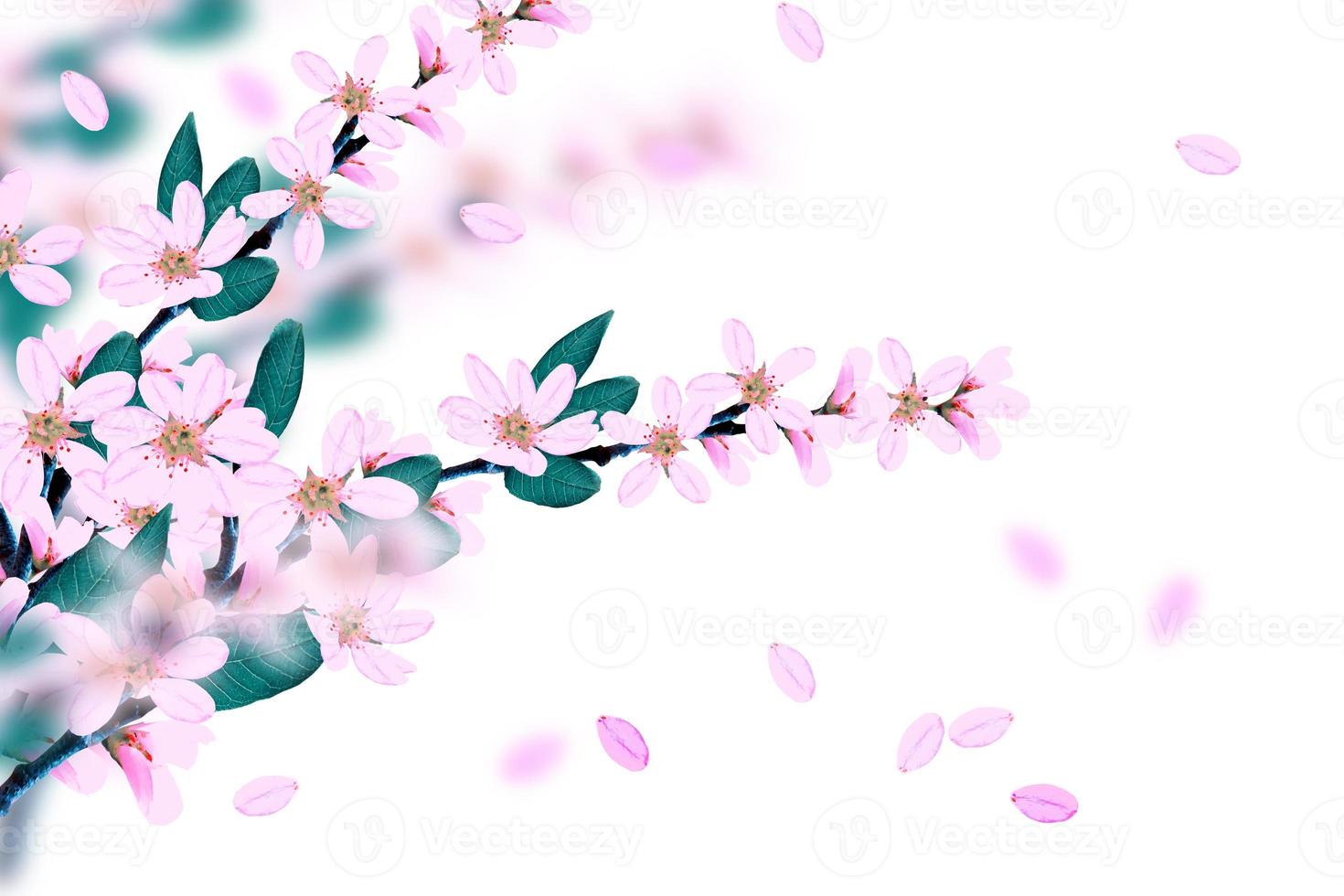 blommande gren av körsbär isolerad på en vit bakgrund. foto