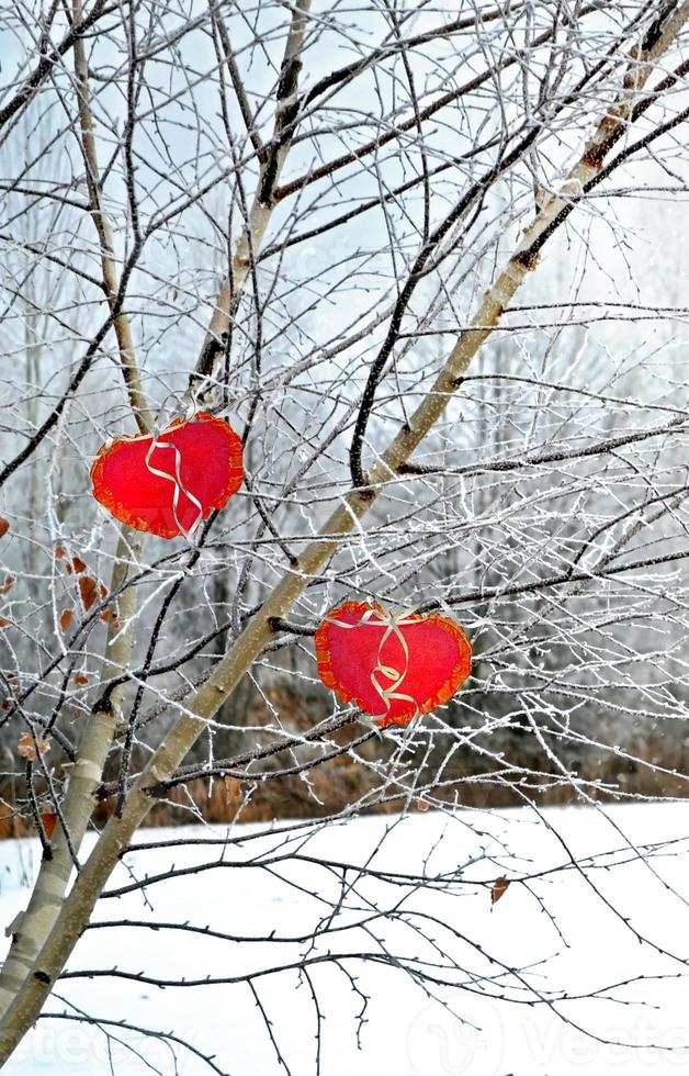 träd i snön. hjärta. foto