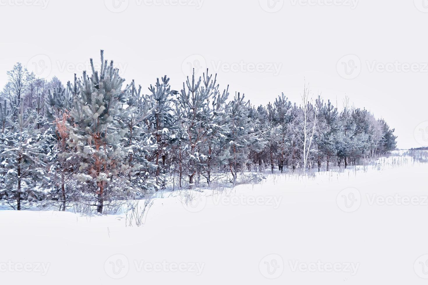 skog i frosten. vinterlandskap. snötäckta träd. foto