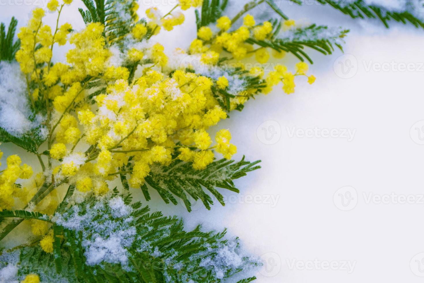 buske av gula vårblommor mimosa foto