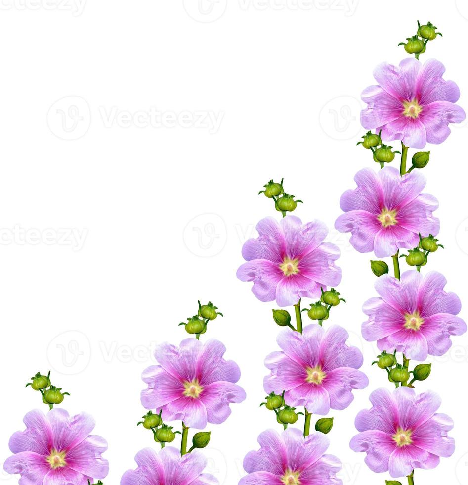 malva blommor isolerad på vit bakgrund foto