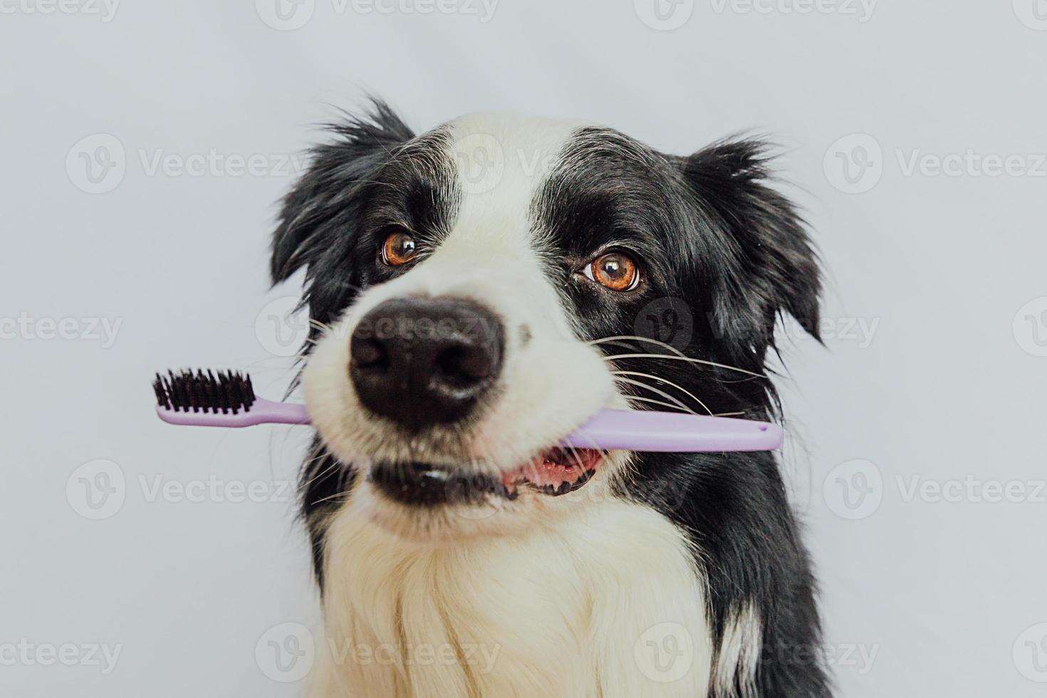 söt smart rolig hundvalp border collie håller tandborste i munnen isolerad på vit bakgrund. munhygien hos husdjur. veterinärmedicin, hund tänder hälso-och sjukvård banner. foto