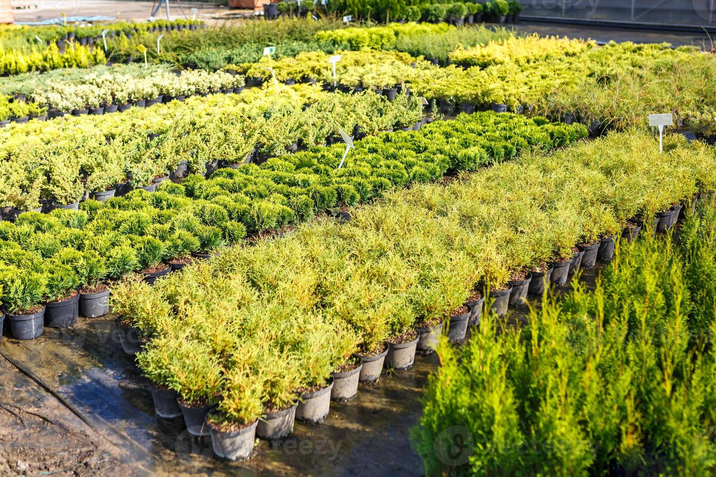 rader av unga barrträd i växthus med många växter på plantage foto