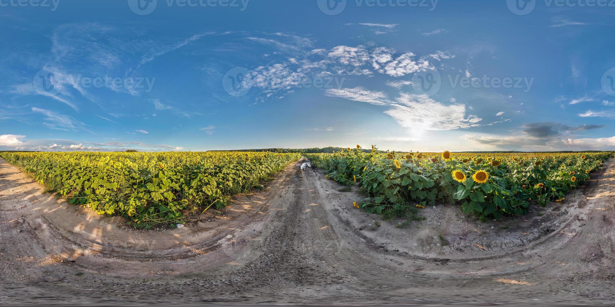 fullt sömlöst sfäriskt panorama 360 gånger 180 graders vinkelvy på grusväg bland solrosfält i solig sommarkväll i ekvirektangulär projektion, skybox vr ar virtual reality-innehåll foto