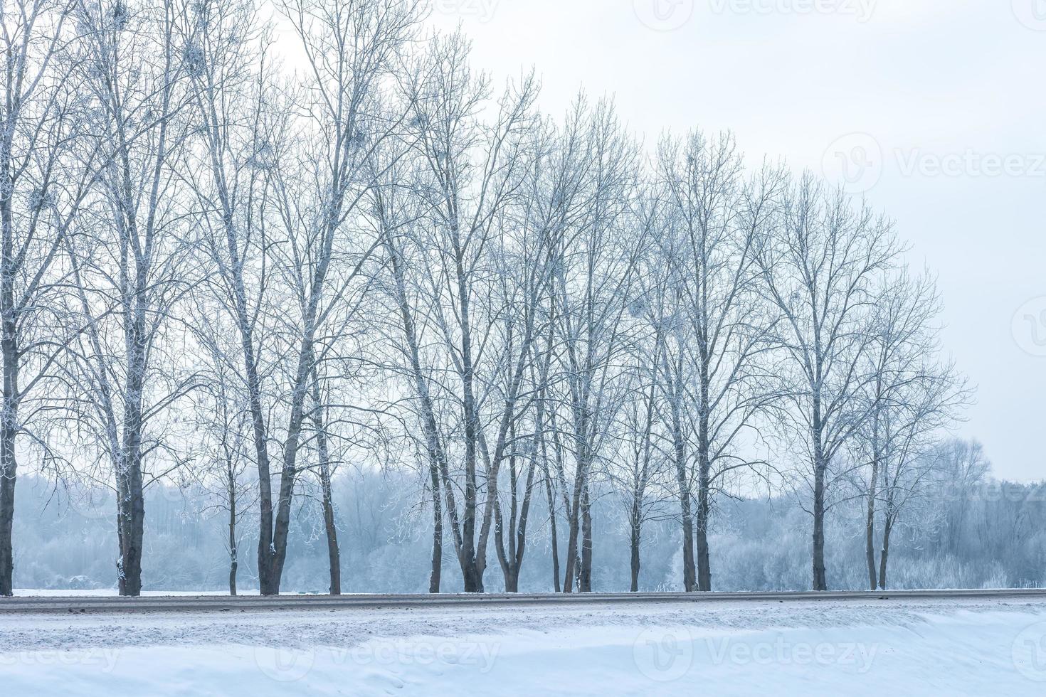 landskap av snöiga träd längs motorvägen foto