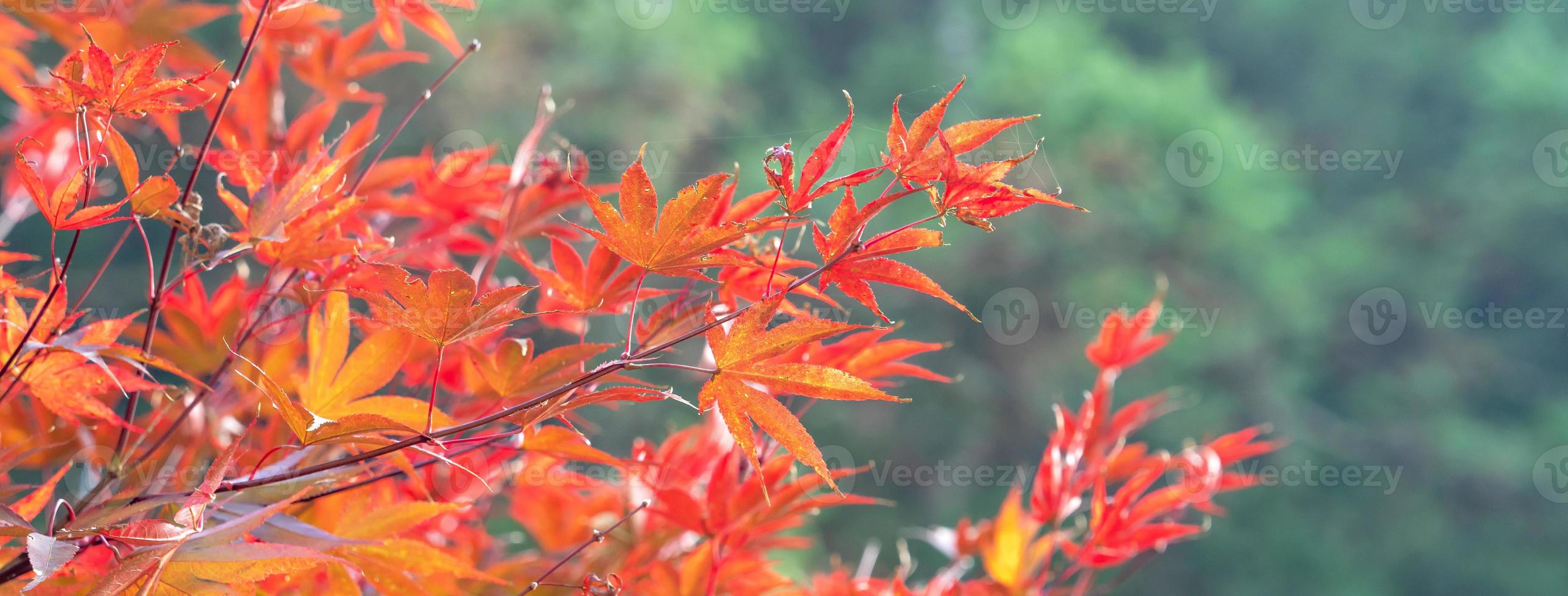 närbild av vackra lönnlöv isolerade på bokeh suddig bakgrund under höstsäsongen. foto